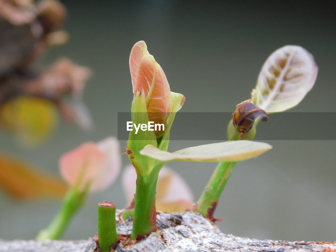 CLOSE-UP OF FLOWER AGAINST PLANTS