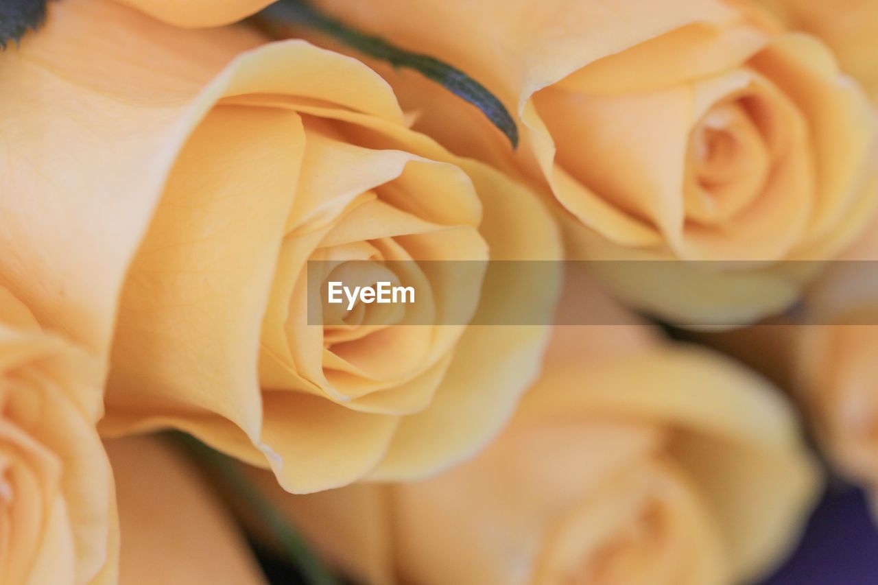 Close-up of rose flower