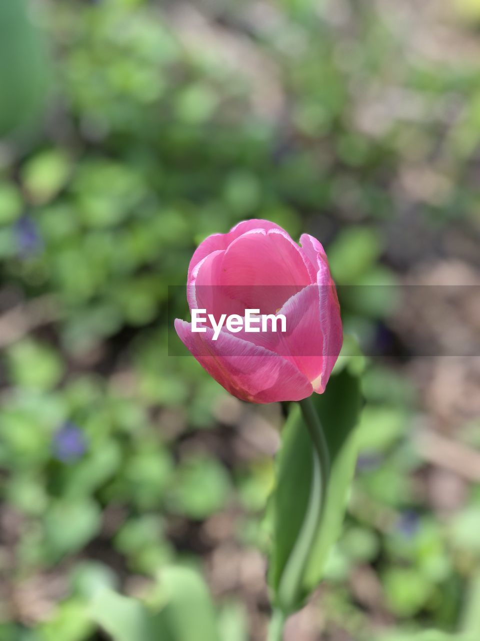 flower, plant, flowering plant, beauty in nature, freshness, pink, close-up, petal, fragility, nature, flower head, inflorescence, rose, focus on foreground, growth, no people, plant part, leaf, springtime, outdoors, day, selective focus, bud, tulip, green