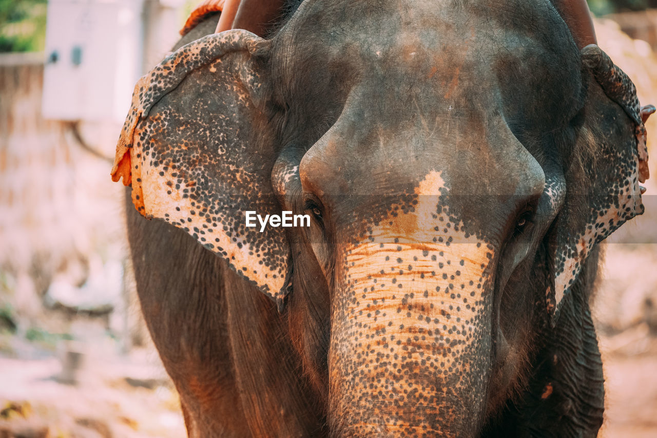 close-up of elephants