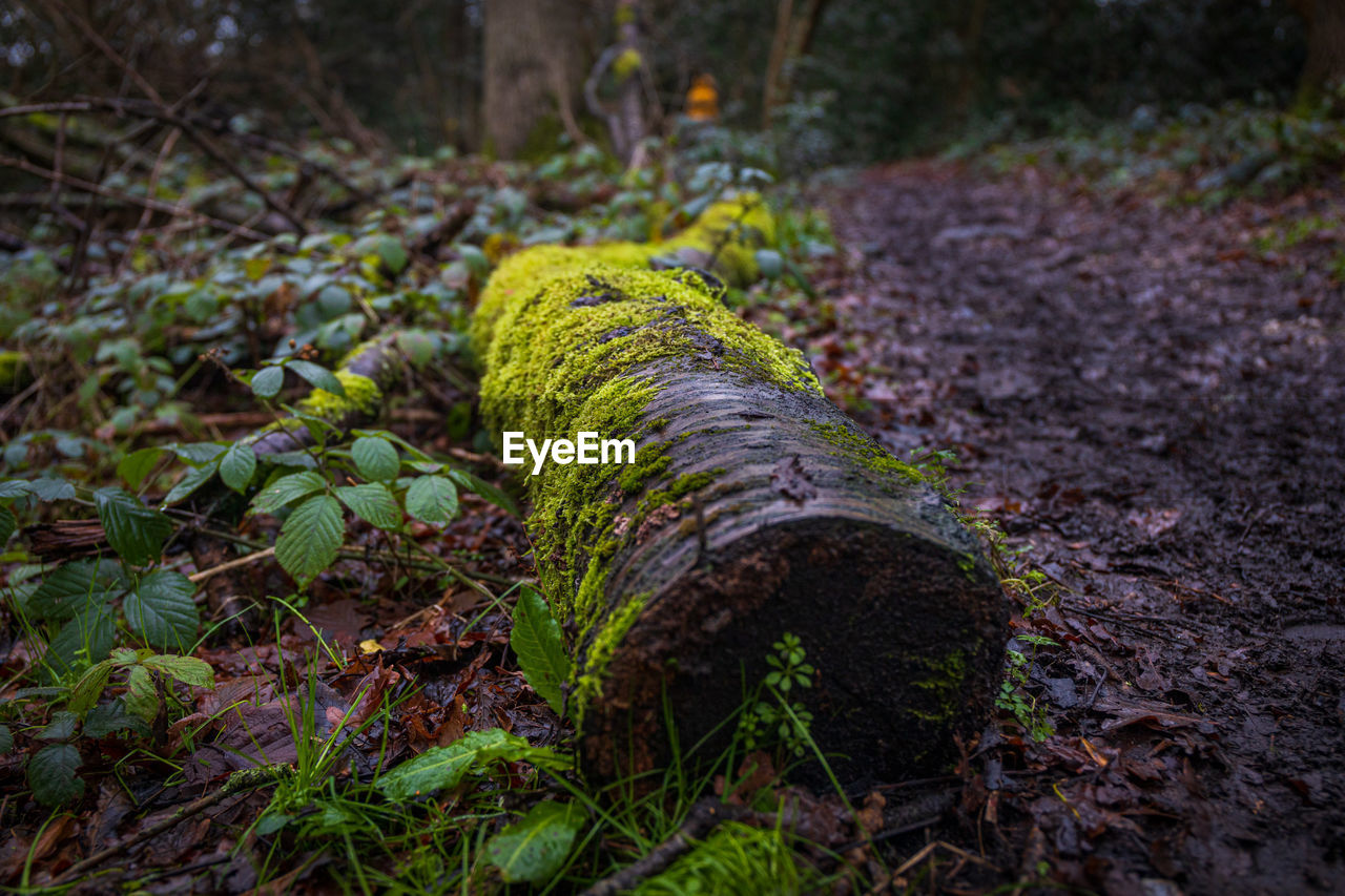 CLOSE-UP OF MOSS ON LOG