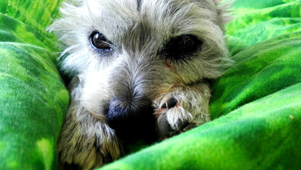 EXTREME CLOSE UP OF A DOG