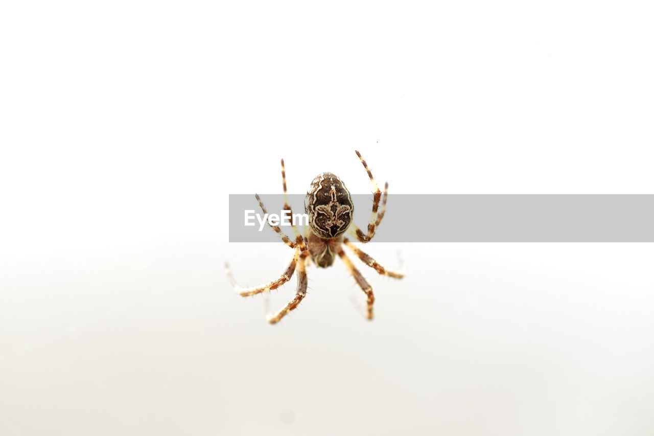 CLOSE-UP OF SPIDER ON WEB AGAINST WHITE BACKGROUND