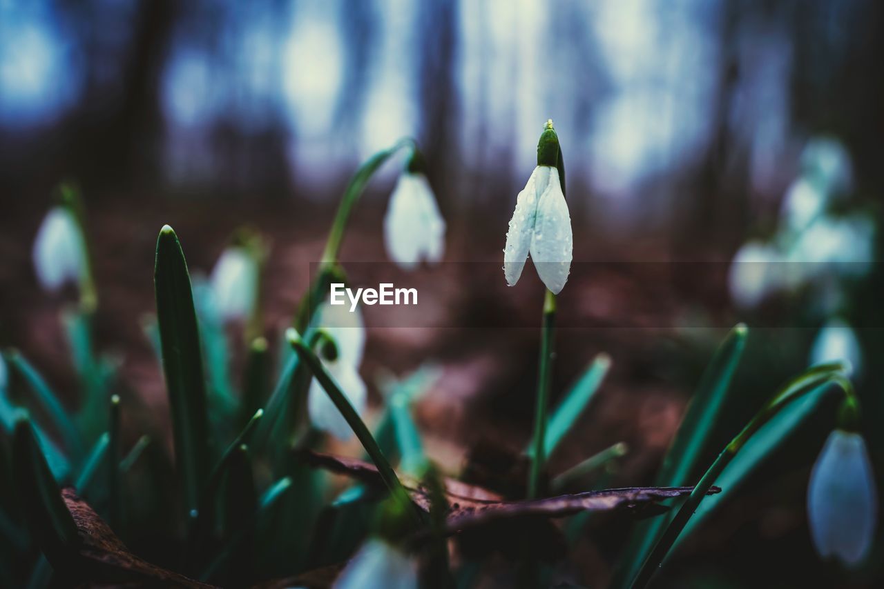 Close-up of flower against blurred background