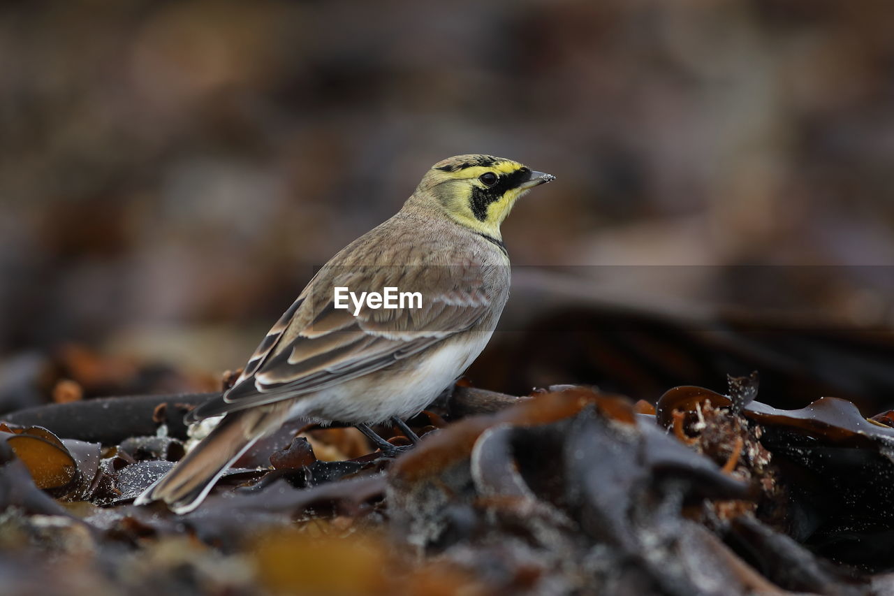 CLOSE-UP OF A BIRD