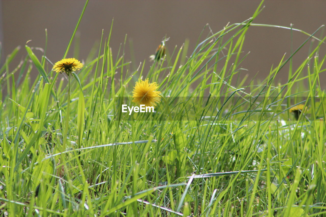 CLOSE-UP OF YELLOW FLOWER BLOOMING IN FIELD