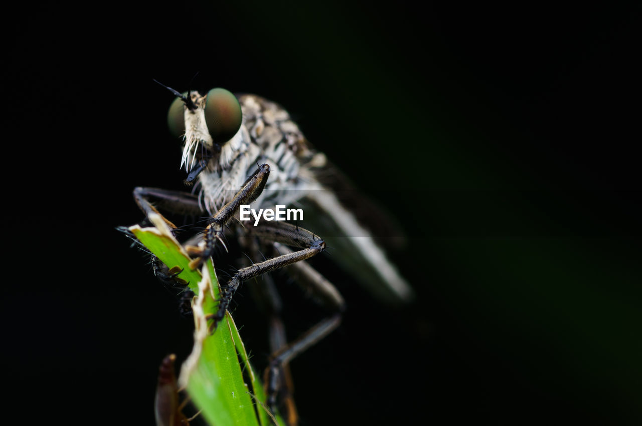 CLOSE-UP OF INSECT ON PLANT AGAINST BLACK BACKGROUND