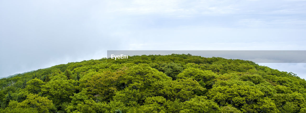 Scenic view of trees against sky