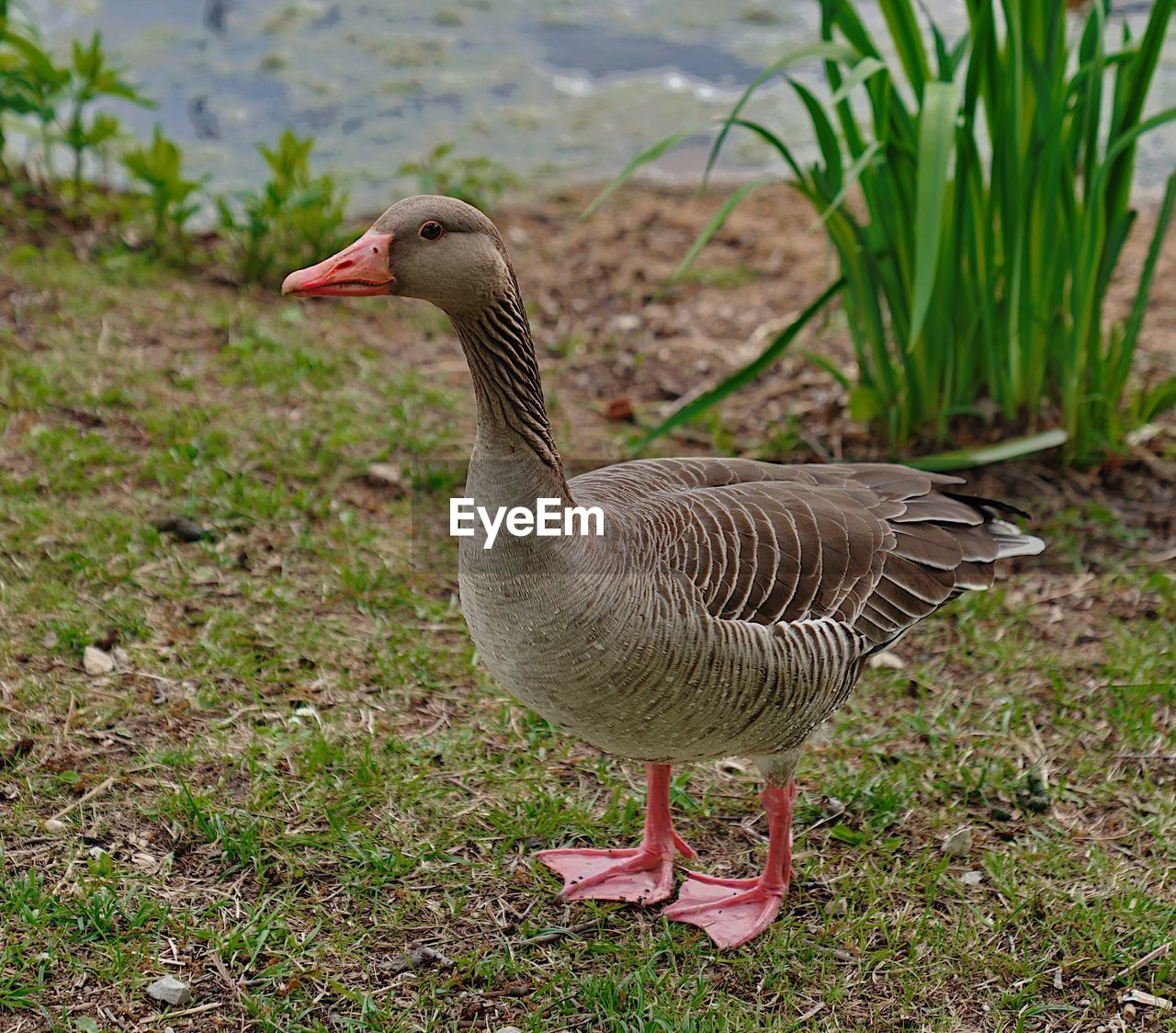 Mallard duck on field