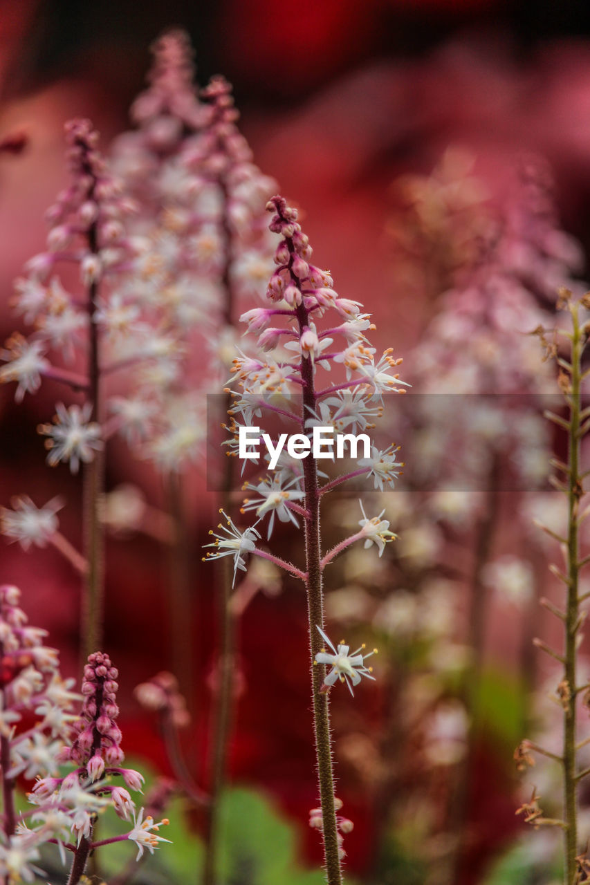 plant, flower, flowering plant, beauty in nature, nature, macro photography, blossom, freshness, no people, close-up, growth, leaf, pink, focus on foreground, selective focus, outdoors, tree, red, fragility, wildflower, land, autumn, food and drink, springtime, food, day, environment, tranquility, branch, botany