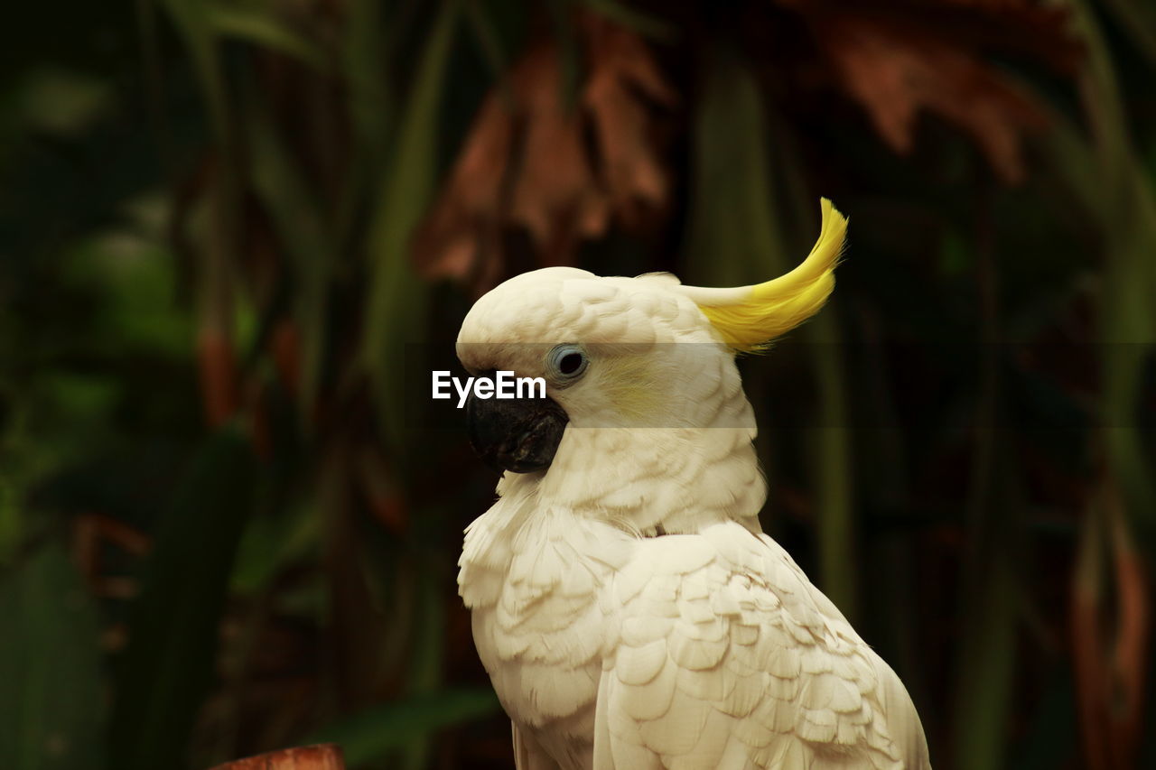 Yellow crested cockatoo - cacatua sulphurea
