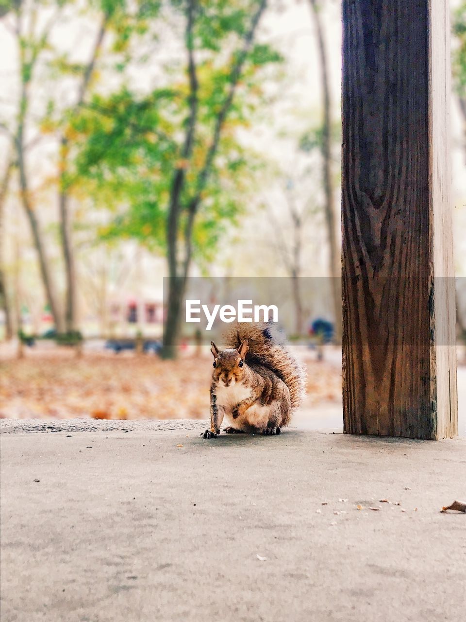 VIEW OF A CAT ON TREE