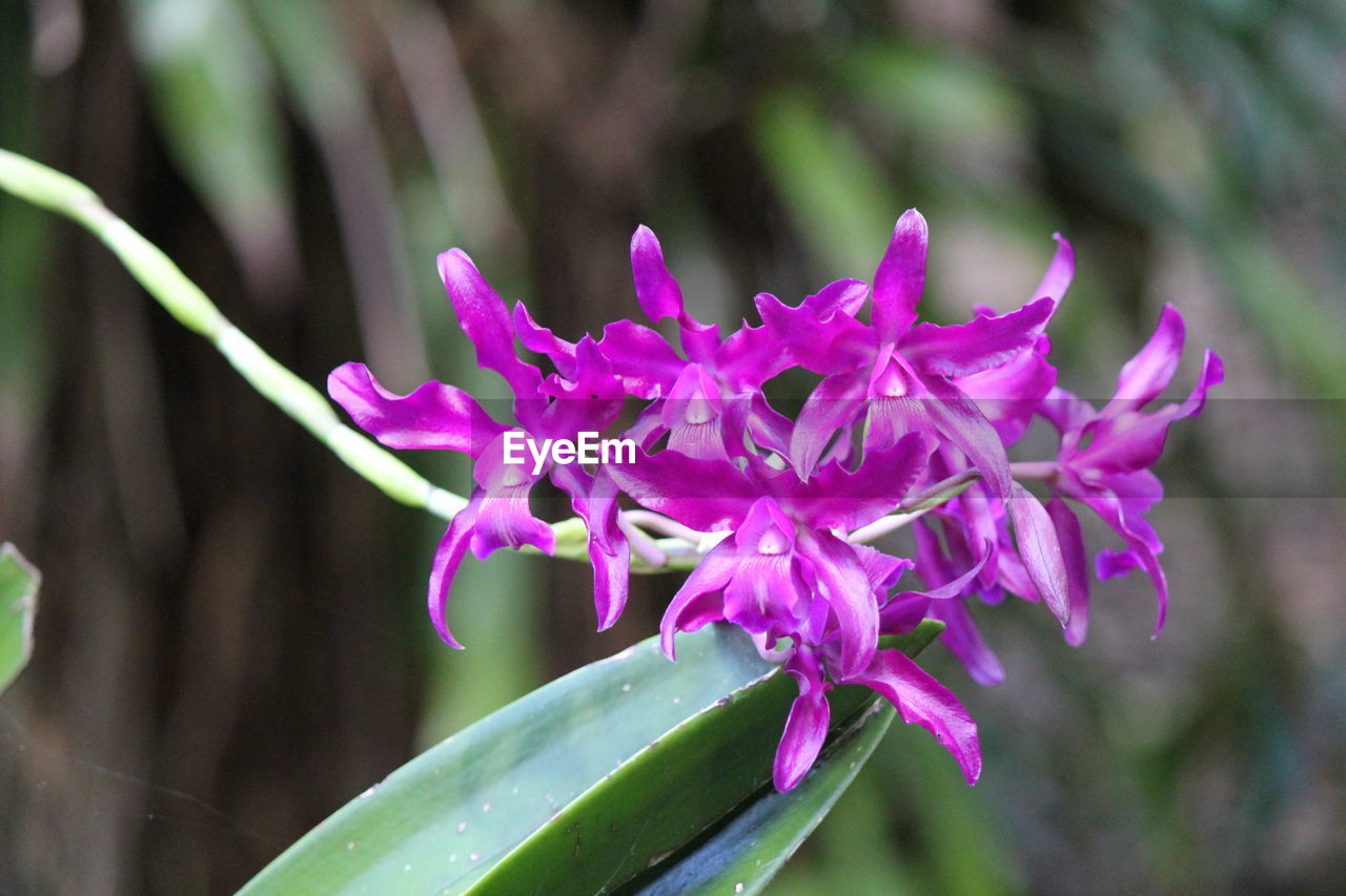 CLOSE-UP OF WATER DROPS ON PLANT