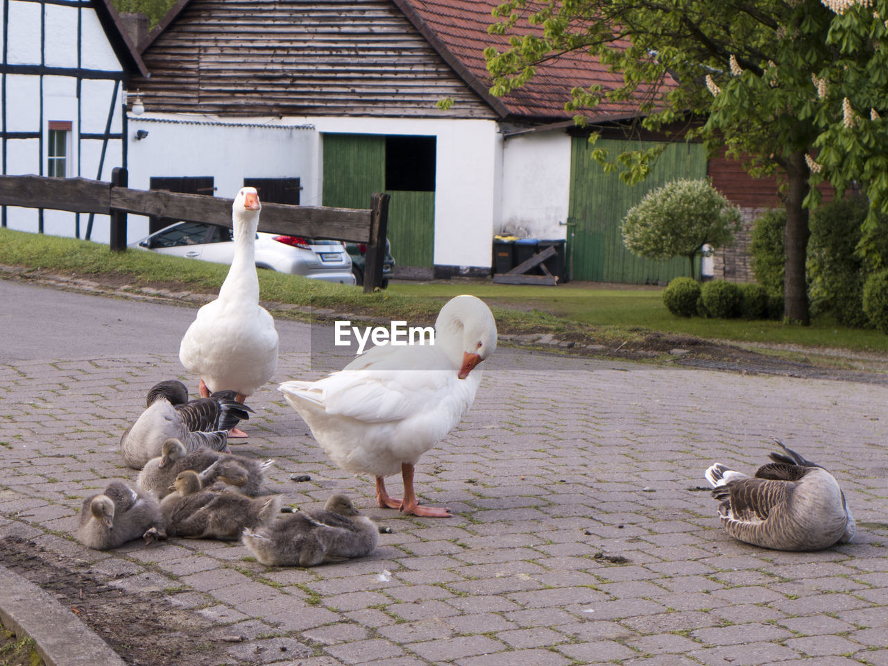 Geese and canada geese with their chicks on a small road with little traffic