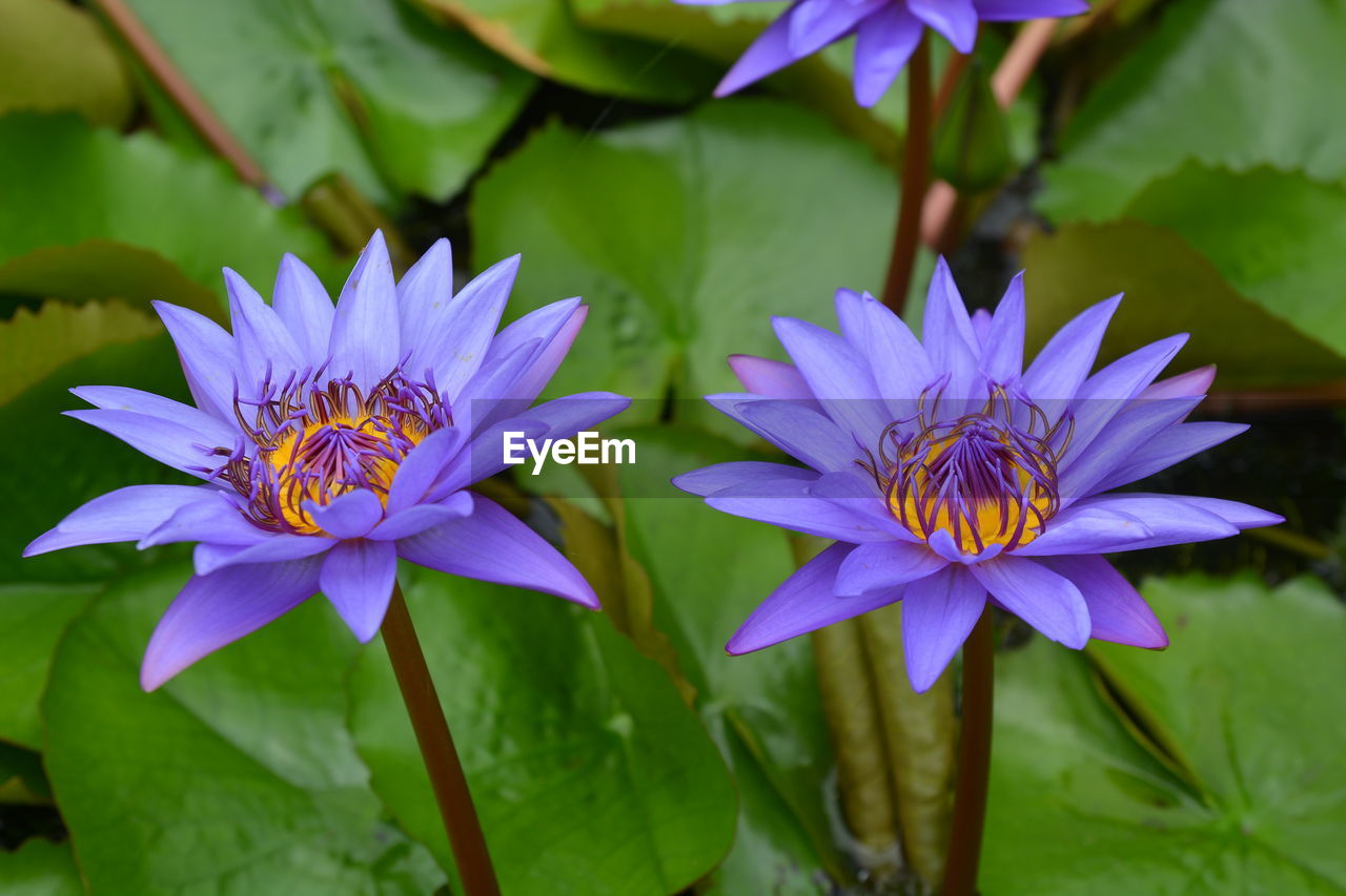 Close-up of purple water lily