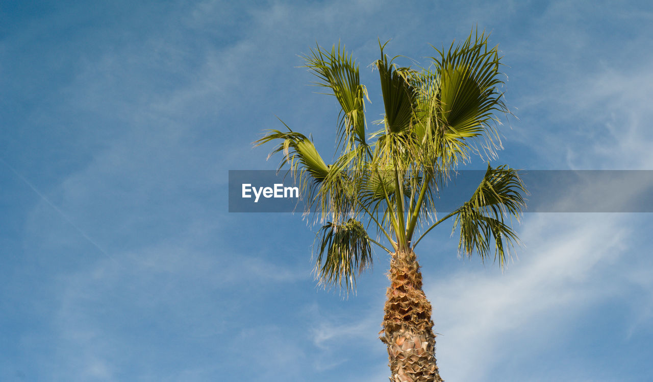 Low angle view of palm tree against sky