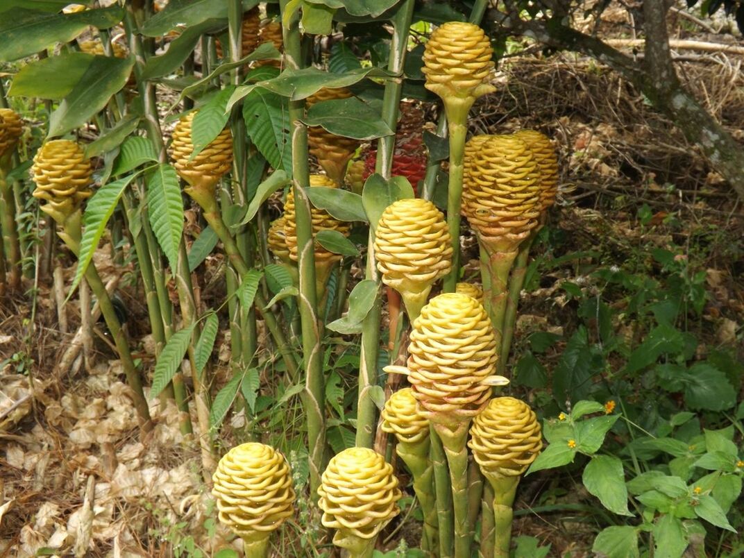 High angle view of bizarre flowers growing in forest