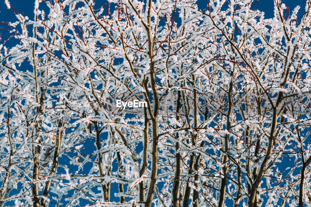Low angle view of tree branches against blue sky