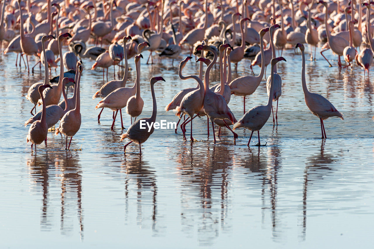 flock of birds in lake