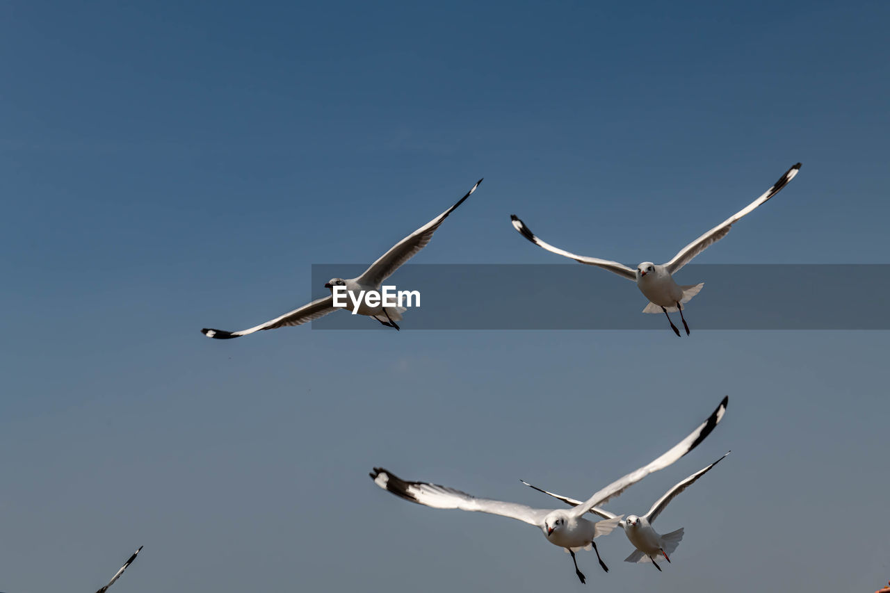 Seagull flying on beautiful blue sky