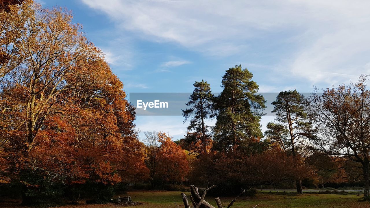 TREES GROWING ON FIELD AGAINST SKY