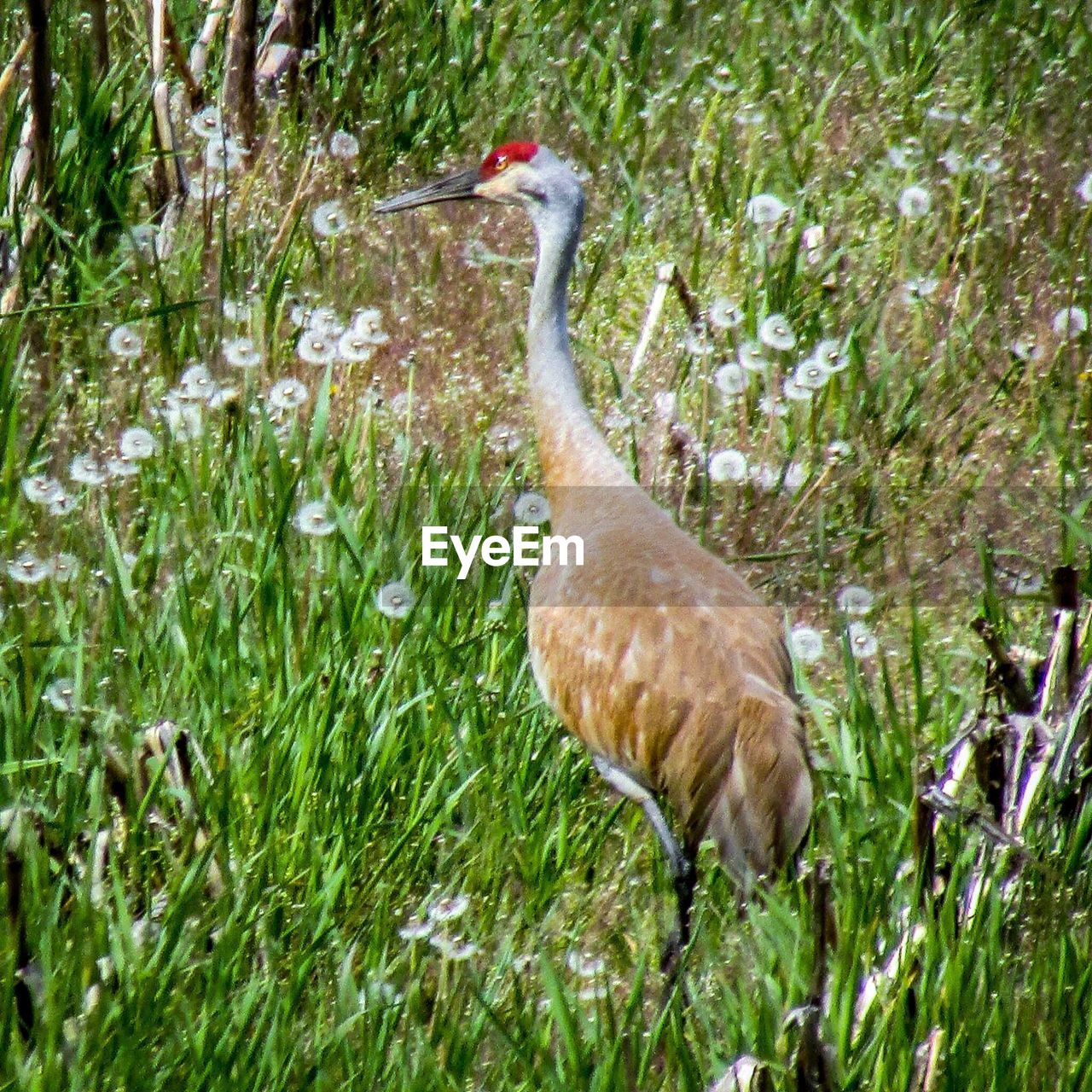 DUCK IN GRASS