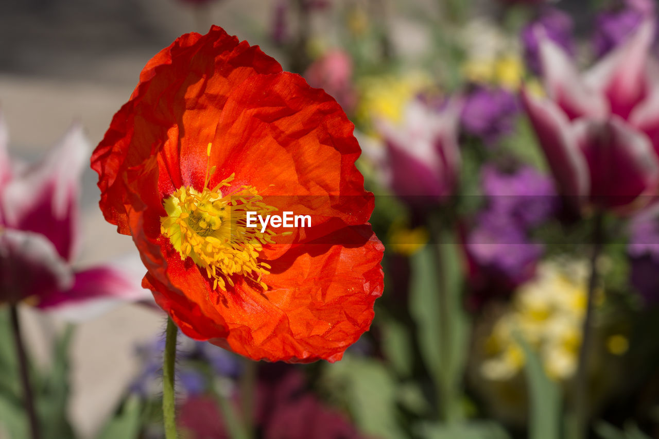 Close-up of yellow tulip blooming outdoors