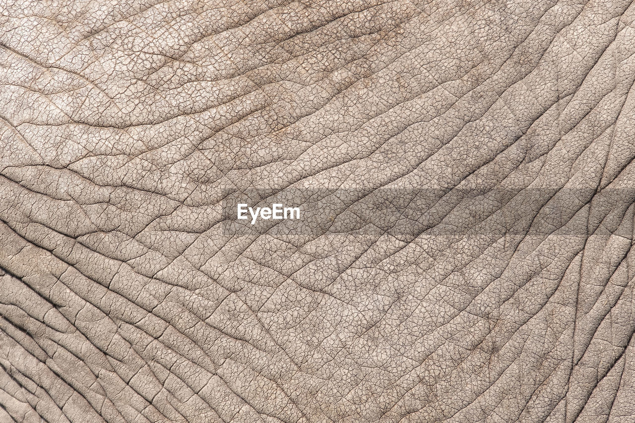 Full frame shot of elephant skin