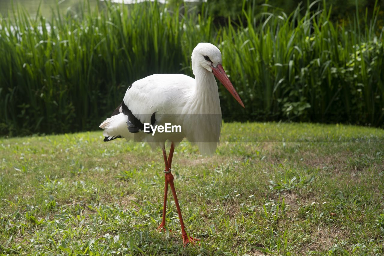 WHITE DUCK ON GRASS