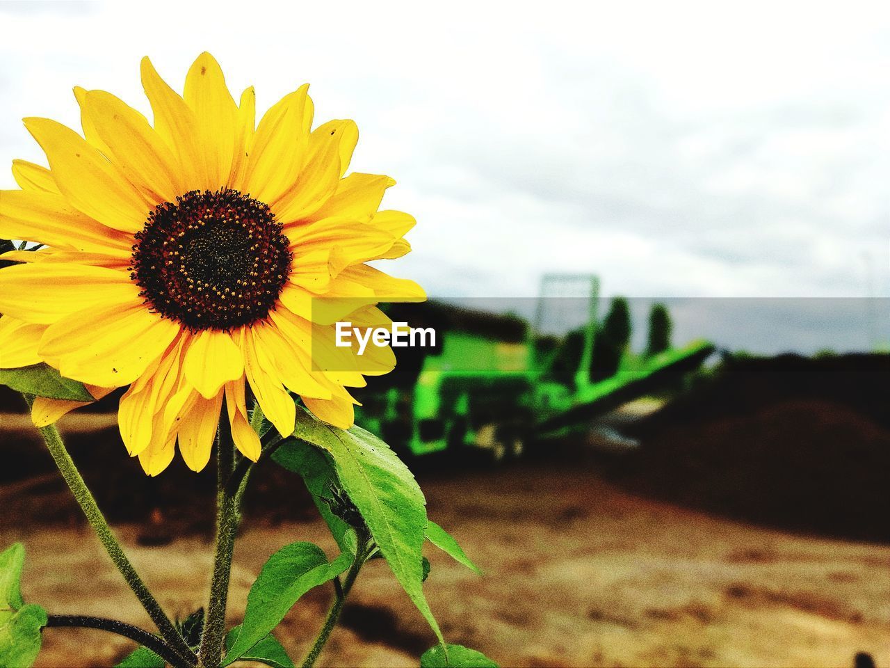 CLOSE-UP OF SUNFLOWER IN FIELD