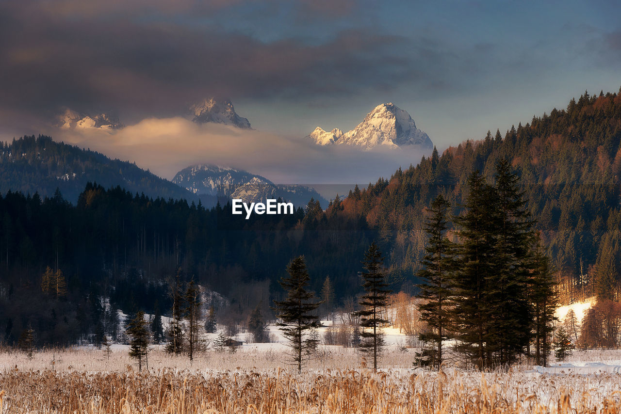 Panoramic view of pine trees on snowcapped mountain against sky