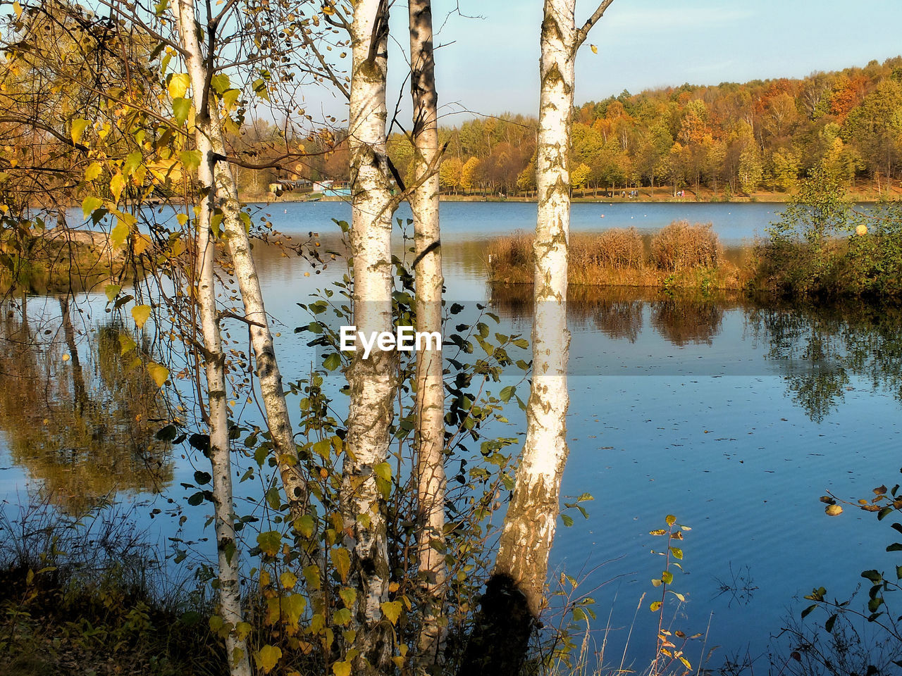 REFLECTION OF TREES IN LAKE