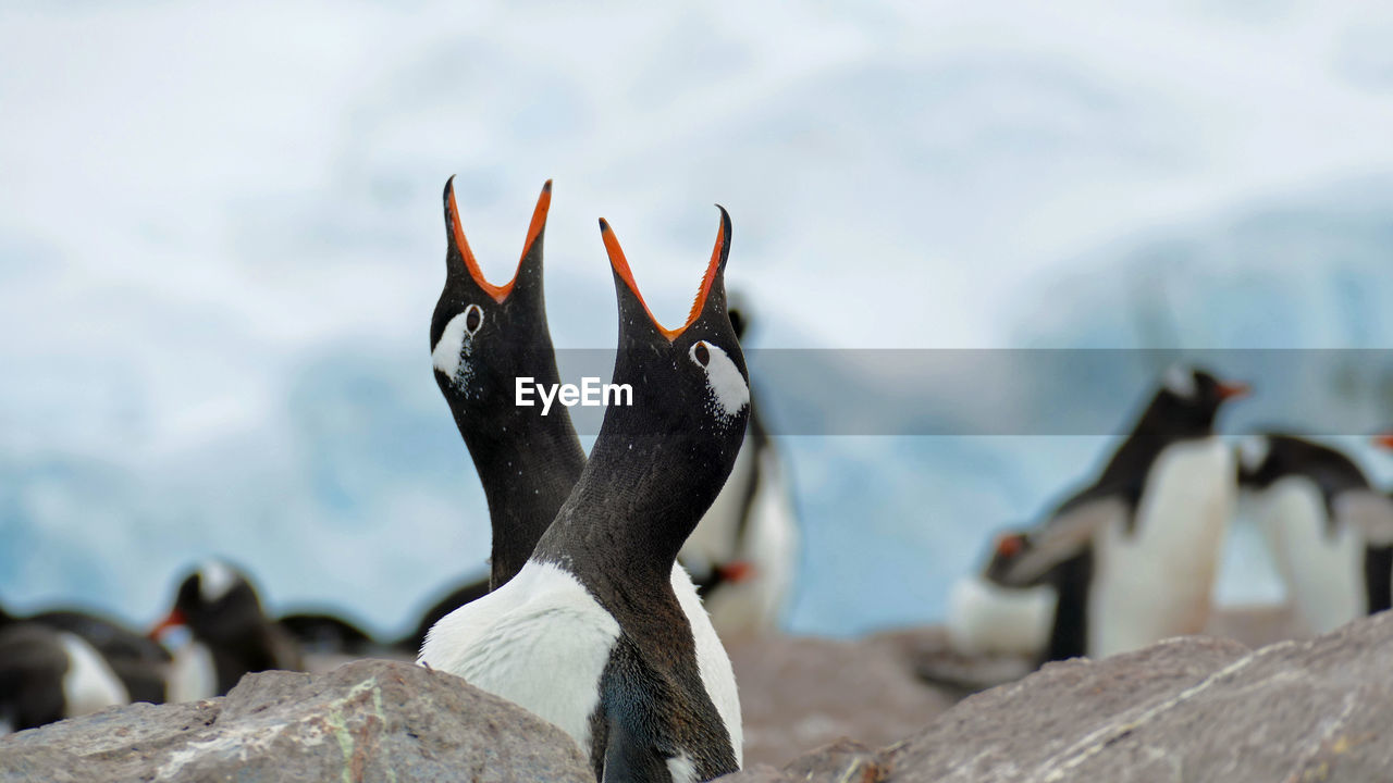 Greeting ritual of gentoo penguins