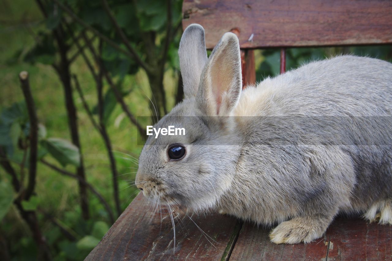 Close-up of rabbit on table in back yard