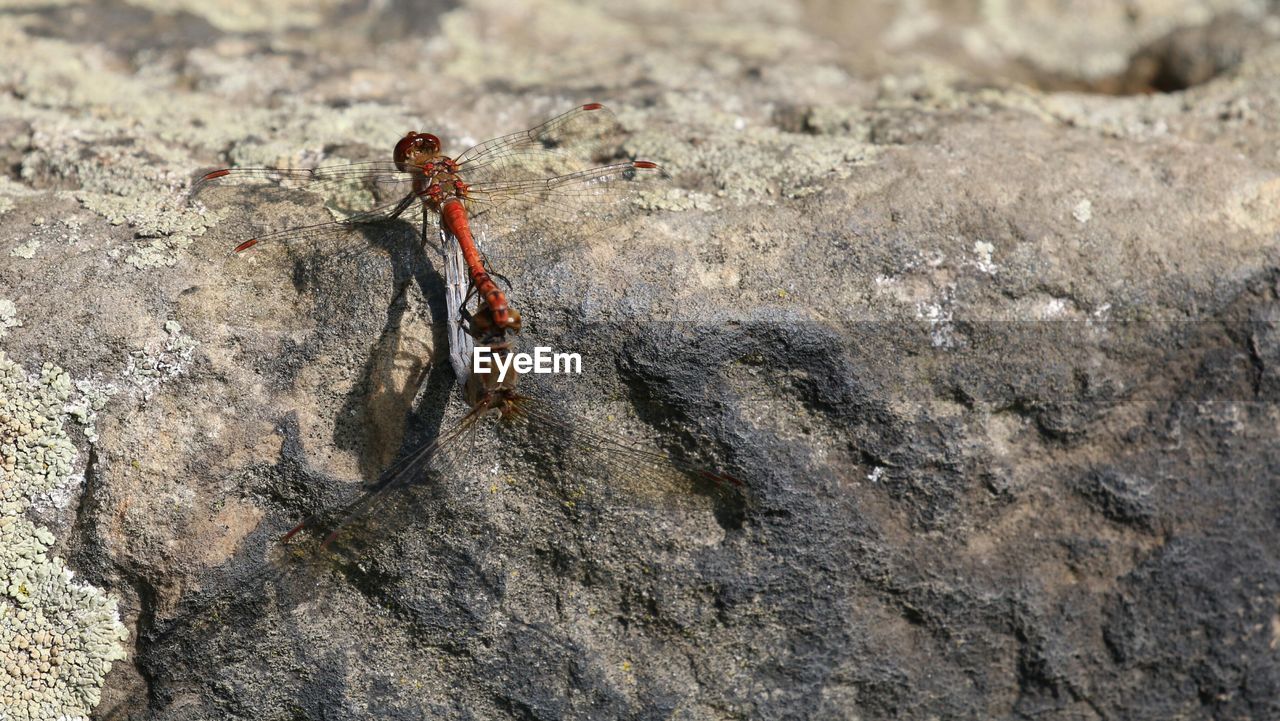 HIGH ANGLE VIEW OF CATERPILLAR ON SAND