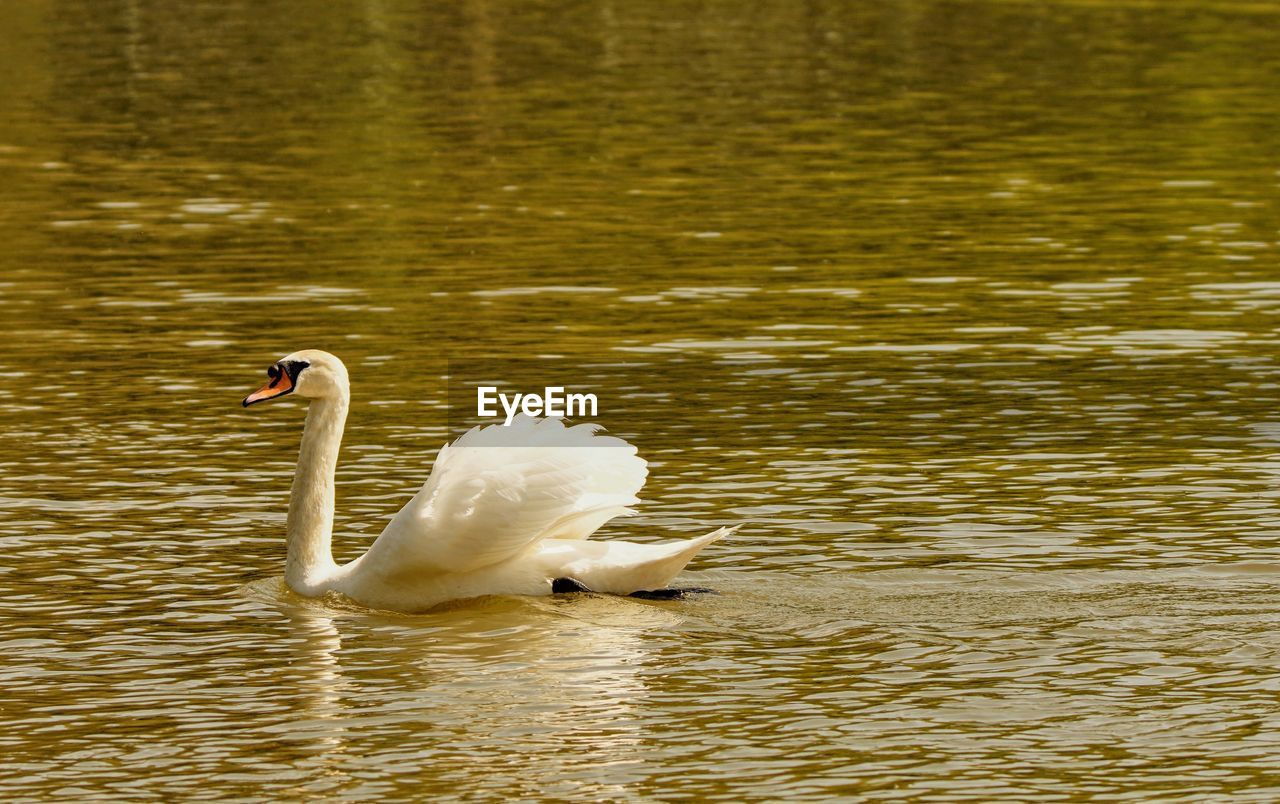 animal themes, wildlife, animal wildlife, animal, water, bird, swan, lake, ducks, geese and swans, water bird, one animal, reflection, swimming, nature, beak, no people, waterfront, beauty in nature, rippled, mute swan, day, white, wing, goose, outdoors, zoology, duck