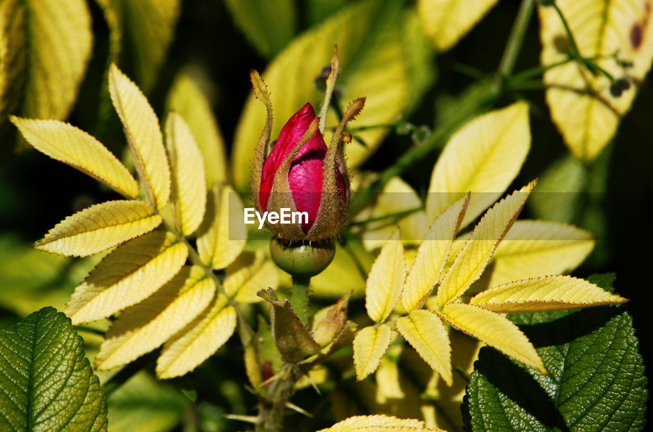 Close-up of flower against blurred background