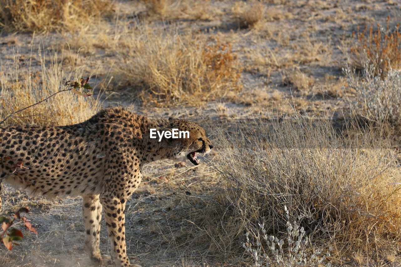 SIDE VIEW OF A CAT ON GROUND