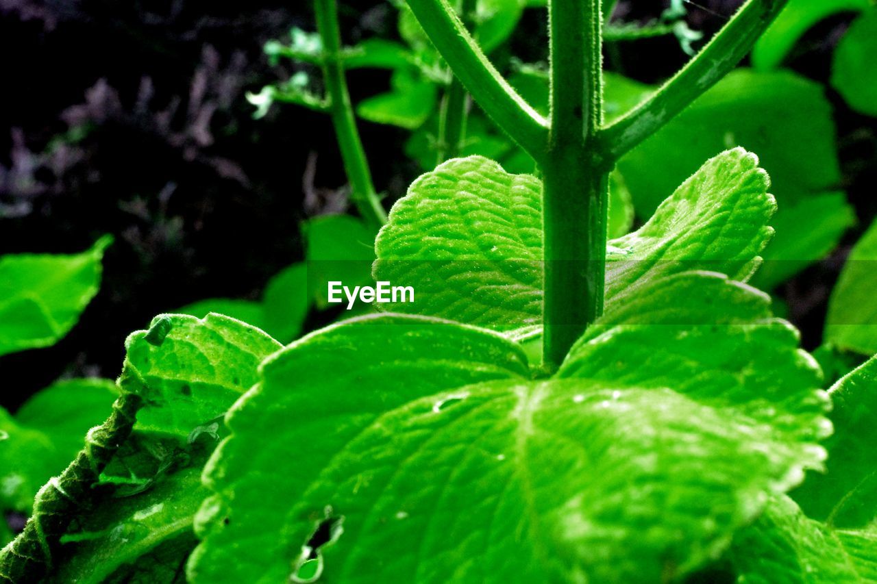 CLOSE-UP OF GREEN LEAVES