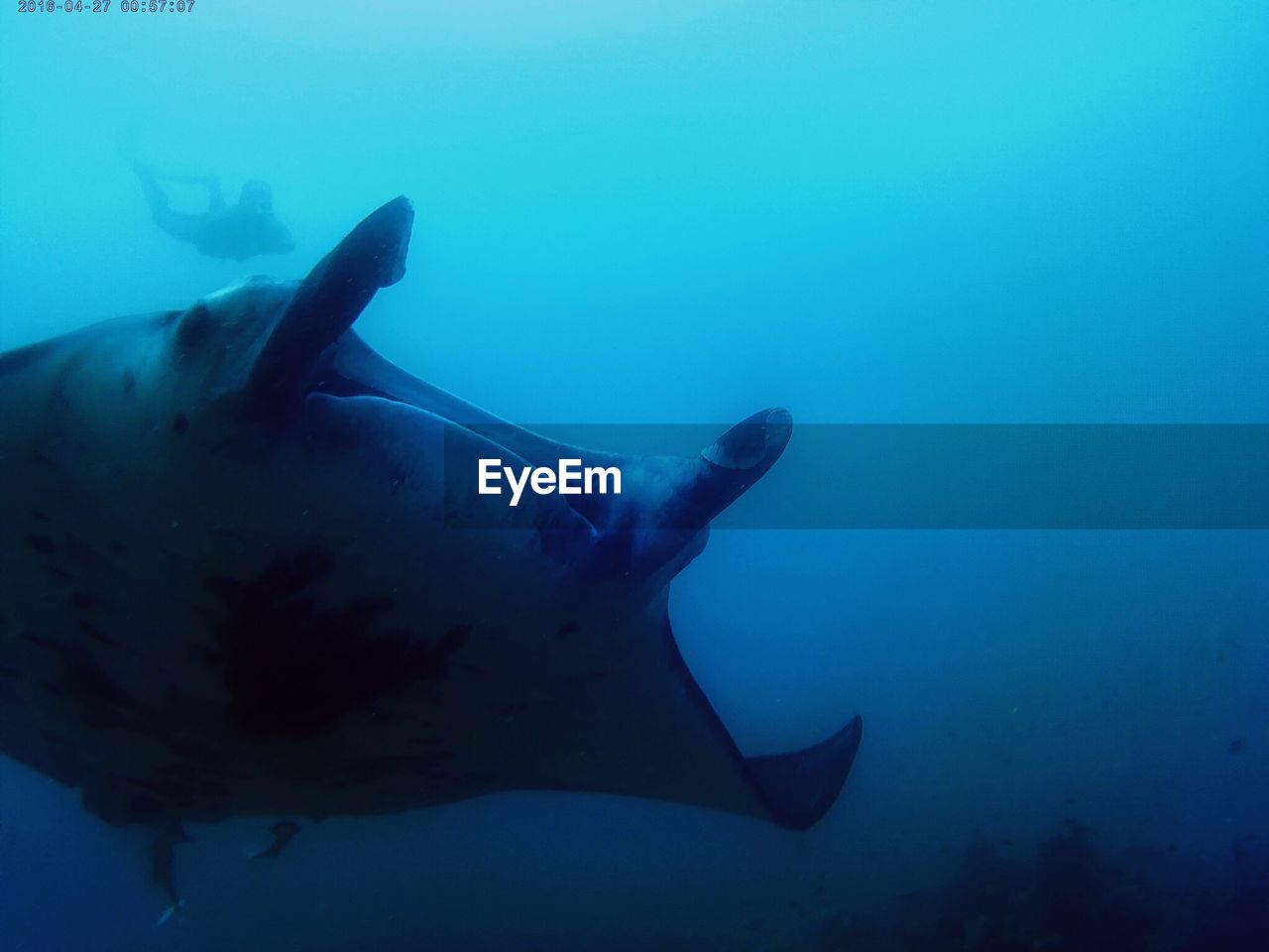 CLOSE-UP OF JELLYFISH SWIMMING UNDERWATER