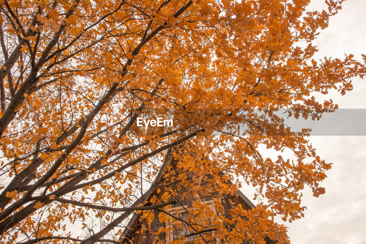 tree, autumn, plant, nature, sky, branch, beauty in nature, low angle view, plant part, leaf, orange color, no people, outdoors, environment, tranquility, scenics - nature, land, forest, cloud, day, landscape, sunlight, growth, yellow, tree trunk, idyllic, trunk, deciduous tree