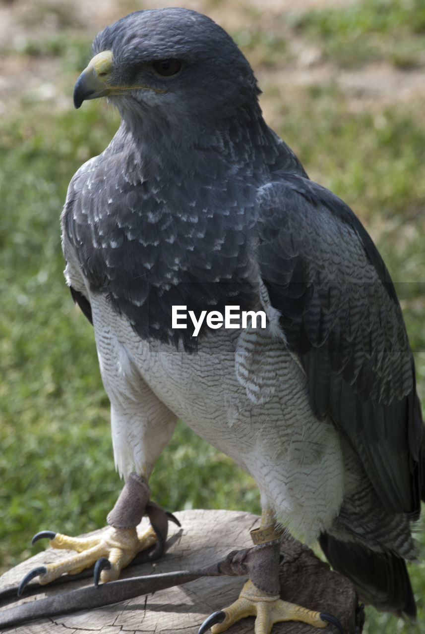 animal themes, animal, bird, animal wildlife, one animal, wildlife, beak, bird of prey, falcon, nature, perching, full length, wing, no people, close-up, focus on foreground, day, outdoors, feather