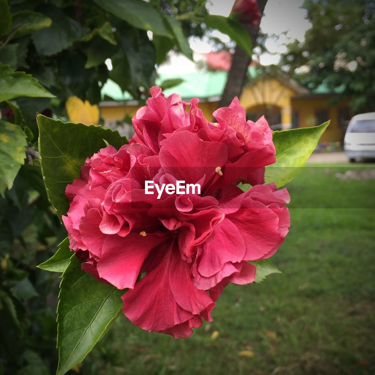 Close-up of pink flower blooming in lawn