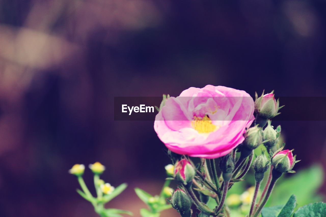 CLOSE-UP OF PINK FLOWER