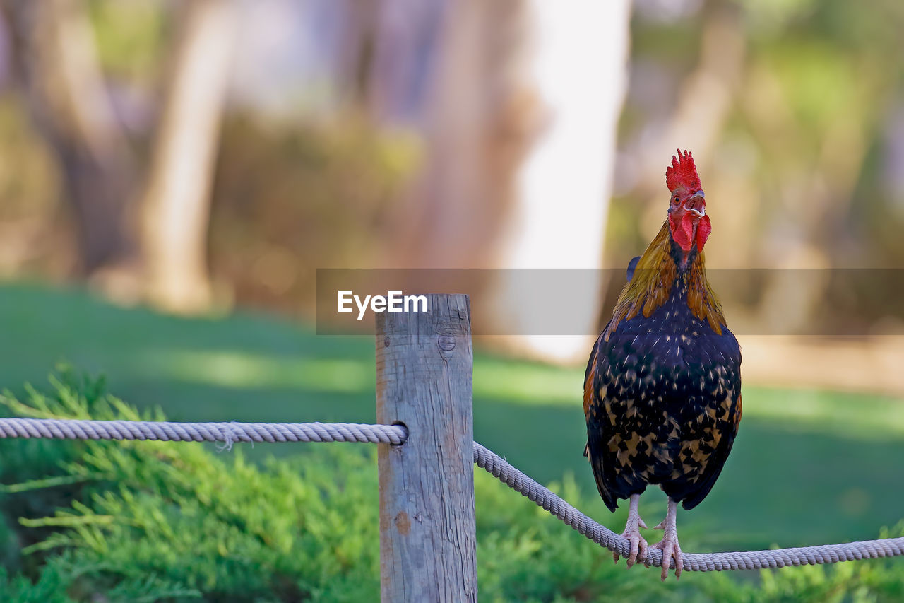 Close-up of rooster perched on rope fence