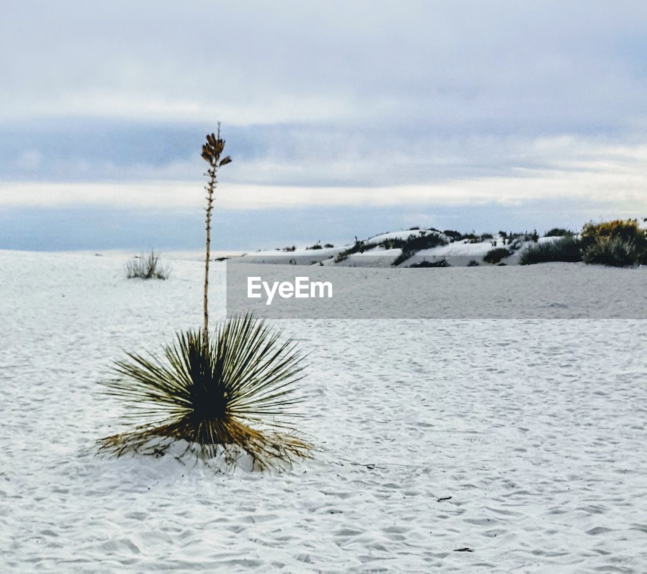 CLOSE-UP OF PLANT BY SEA AGAINST SKY