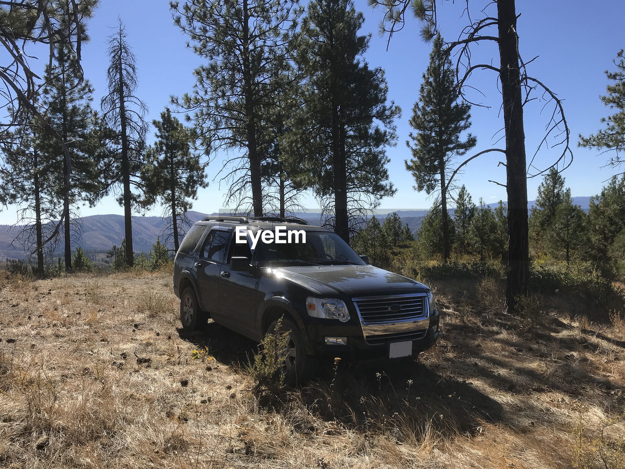 Suv vehicle parked in forest
