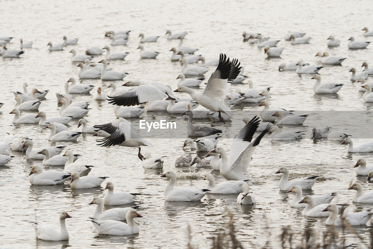 animal, wildlife, animal themes, animal wildlife, large group of animals, bird, group of animals, water, flock of birds, nature, no people, flying, seabird, animal migration, flock, water bird, beach, day, land, beauty in nature, sea, seagull, outdoors