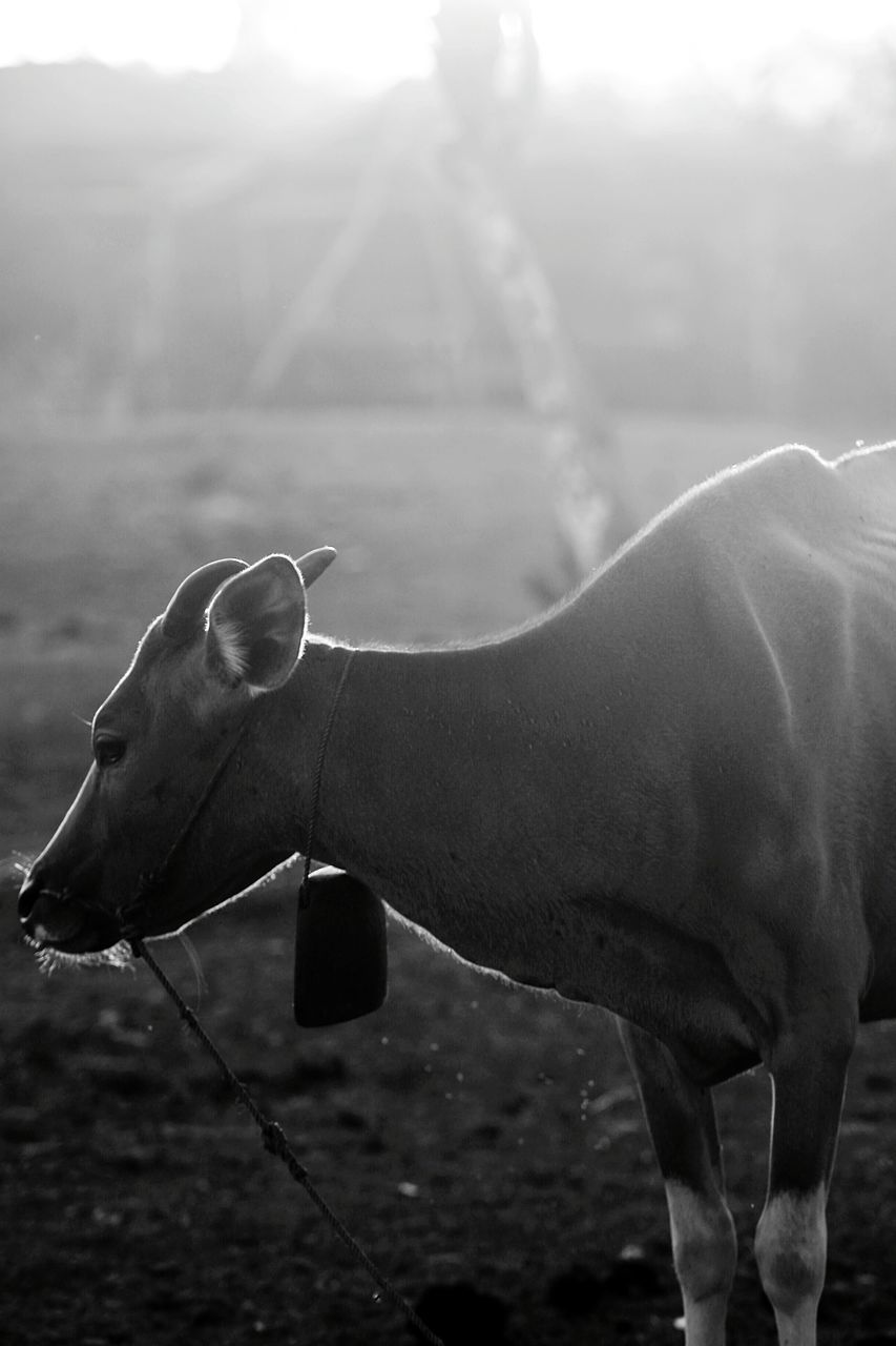 HORSE STANDING IN A FIELD