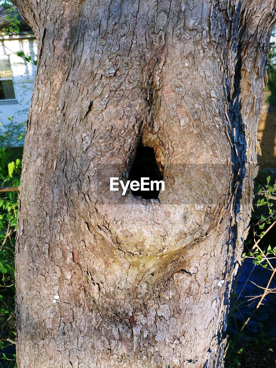 CLOSE-UP OF TREE TRUNK WITH HOLE